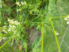 Galium mollugo