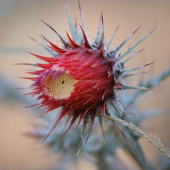 Cirsium anartiolepis