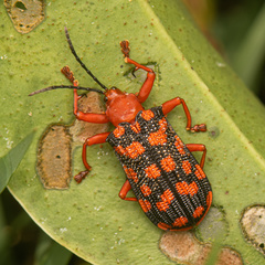 Sceloenopla maculata
