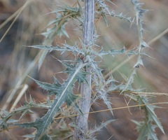Cirsium anartiolepis