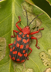 Sceloenopla maculata