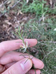 Melaleuca nodosa