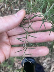 Melaleuca nodosa