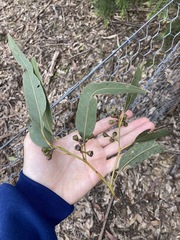 Eucalyptus fibrosa