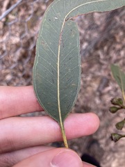 Eucalyptus fibrosa