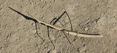 Proscopiidae