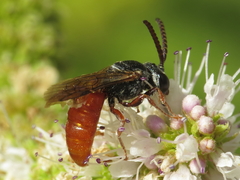 Sphecodes rubripes