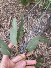 Eucalyptus fibrosa