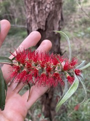 Melaleuca linearifolia