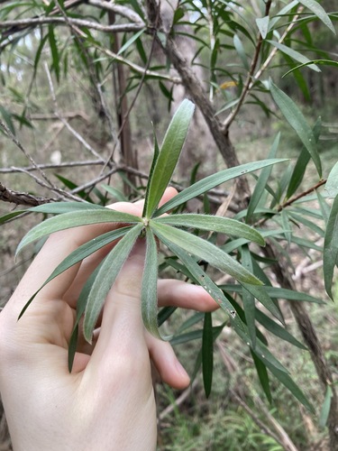 Image of Melaleuca linearifolia by (c) Thomas Mesaglio, some rights reserved (CC BY)