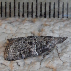 Satole ligniperdalis