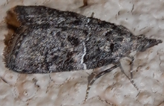 Satole ligniperdalis