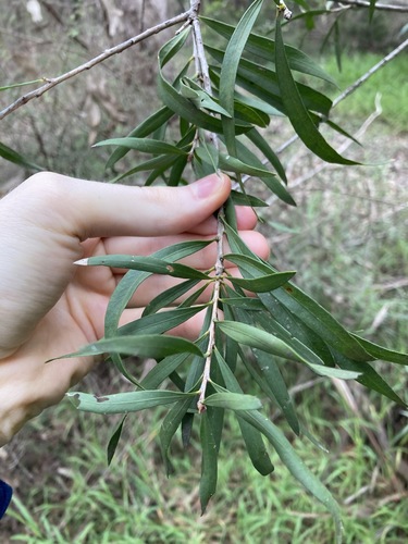 Image of Melaleuca linearifolia by (c) Thomas Mesaglio, some rights reserved (CC BY)