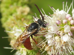 Sphecodes rubripes