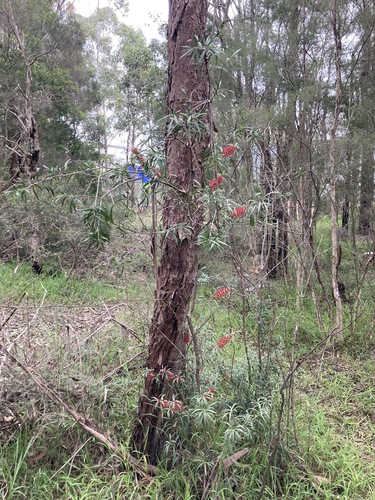 Netted Bottle Brush (Melaleuca linearifolia)