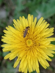 Oedemera femorata