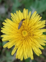 Oedemera femorata