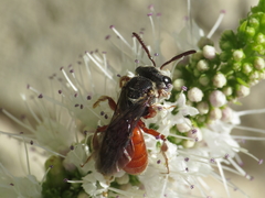 Sphecodes rubripes