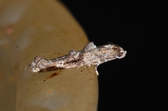 Epermenia albapunctella