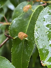 Eriophyes cerasicrumena