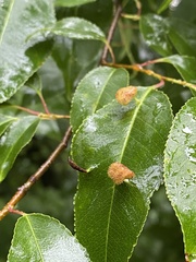 Eriophyes cerasicrumena