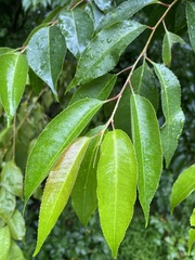 Eriophyes cerasicrumena