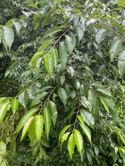 Eriophyes cerasicrumena