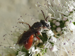 Sphecodes rubripes