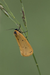 Setina flavicans