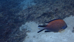 Chromis limbata