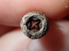 Eucalyptus paniculata