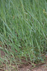 Leymus chinensis