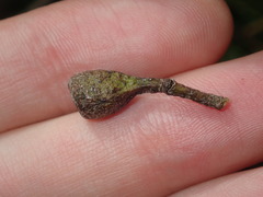 Eucalyptus paniculata