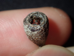 Eucalyptus paniculata