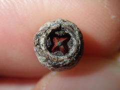 Eucalyptus paniculata