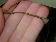 Eucalyptus paniculata