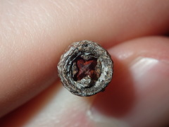 Eucalyptus paniculata