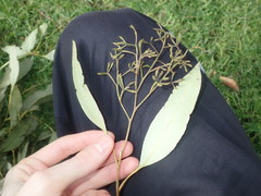 Eucalyptus paniculata