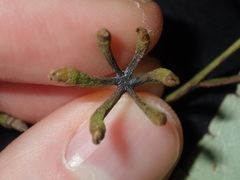 Eucalyptus paniculata