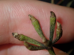 Eucalyptus paniculata