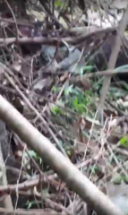 Dendrelaphis levitoni