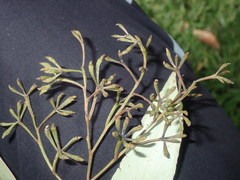 Eucalyptus paniculata