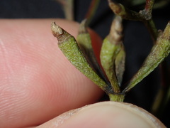 Eucalyptus paniculata