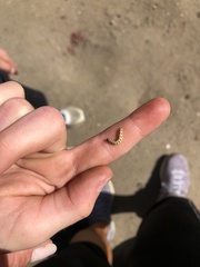 Lepidoptera