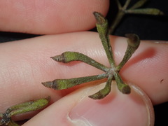 Eucalyptus paniculata