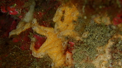 Polysyncraton bilobatum