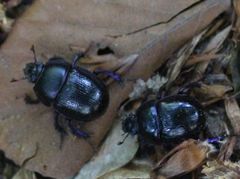 Anoplotrupes stercorosus