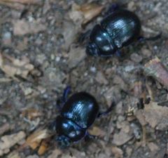 Anoplotrupes stercorosus