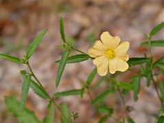 Sida lindheimeri