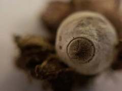 Geastrum austrominimum